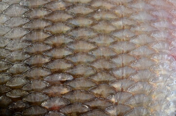 The fish scale close up. Real Ide Fish Scales Background © SHARKY PHOTOGRAPHY