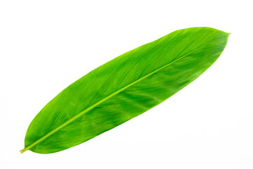 Fresh ginger green leaf isolated on white background. Ginger is an herb that has a spicy flavor.