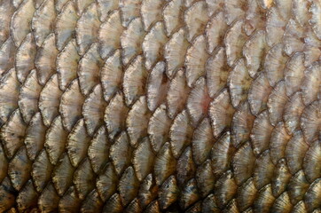 The fish scale close up. Real Ide Fish Scales Background © SHARKY PHOTOGRAPHY