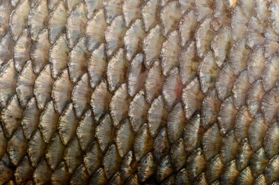 The fish scale close up. Real Ide Fish Scales Background