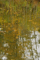Pond in autumn, mirror image with reflections of trunks and branches on the water surface, fallen autumn leaves floating.
