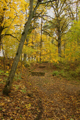 Obraz premium Old mossy pathway with stairs through a forest in rainy autumn day.