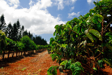 Fototapeta na wymiar Green benas on rows of coffee plants in red soil of Molokai