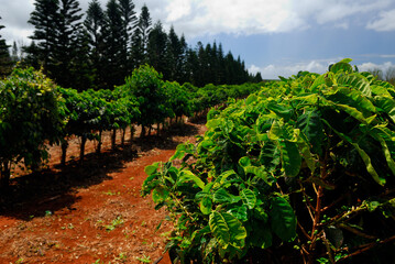 Fototapeta na wymiar Rows of coffee plants in red soil of Molokai