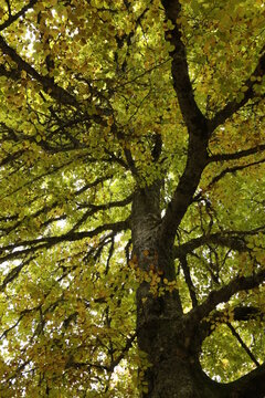 detalle de un gran árbol en otoño © anagonzalezfotos