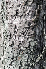 The bark is the skin of the trees, natural figures of furrows, fissures, lines, wrinkles, particular and fascinating; like human skin it bears signs of health, time and wounds. horse chestnut tree