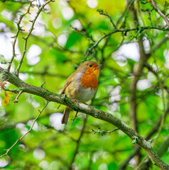 European Robin with stunning red breast singing and perched in hedgerow autumn winter christmas xmas card image