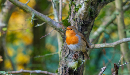European Robin with stunning red breast singing and perched in hedgerow autumn winter christmas xmas card image