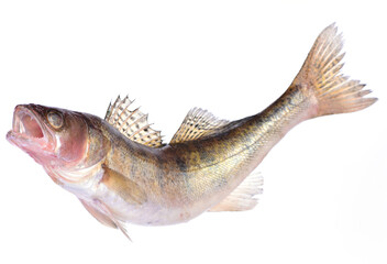 Pike perch fish on white background