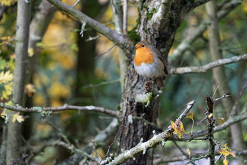 European Robin with stunning red breast singing and perched in hedgerow autumn winter christmas xmas card image