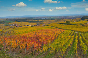 Fototapeta premium Verfärbte Weinberge oberhalb von Blienschwiller im Elsass