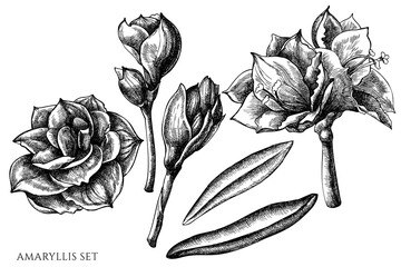 Vector set of hand drawn black and white amaryllis - obrazy, fototapety, plakaty