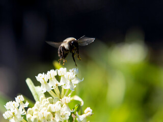 Abeille