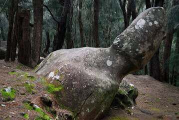 Obraz premium Erect penis of Phallic rock Palaau State Park Molokai
