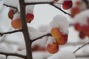berries in snow