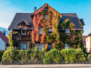 Herbstliches buntes Weinlaub an Fassade