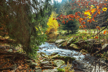 Fototapeta na wymiar Herbst Wasser und Wald 
