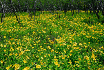 Spreading yellow flowered Wedelia and dead tree trunks Molokai