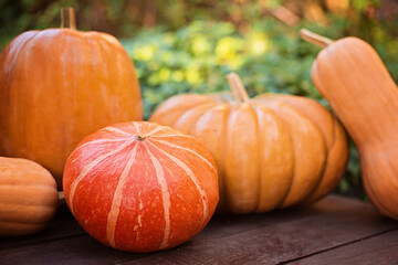 pumpkins of different shapes and colors outside, sunset light, top view, autumn harvest in garden, soft selective focus