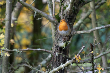 European Robin with stunning red breast singing and perched in hedgerow autumn winter christmas xmas card image