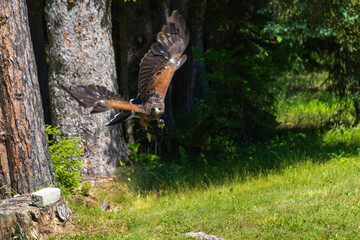 Naklejka na ściany i meble A hawk flies low to the ground, emerging from a lush green forest in search of food, near Huntsville in Ontario on a bright sunny day.