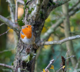 European Robin with stunning red breast singing and perched in hedgerow autumn winter christmas xmas card image