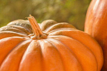 close up view of pumpkin's petiole, outside, sunset light, soft focus