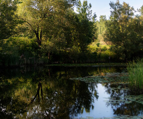 A tree reflects in a small pond with lily pads in the late afternoon on a beautiful sunny summer day at the Don Valley (Evergreen) Brickworks in Toronto(Scarborough), Ontario.