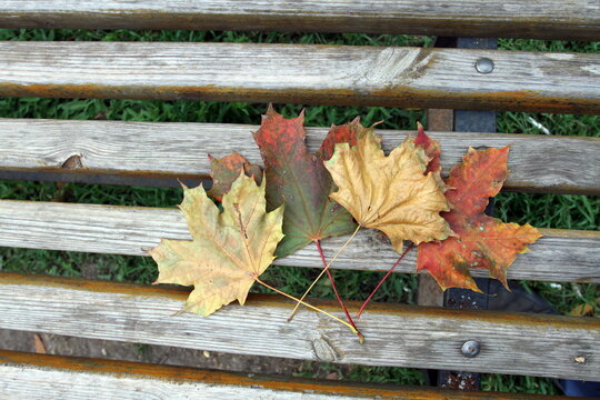 multicolored fallen colored leaves of trees on the bench