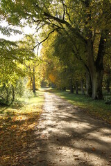 Naklejka premium Tree lined rural road on a sunny fall day in Kazdanga, Latvia, Europe. 