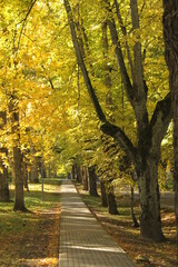 Golden autumn scenery with tree lined walking path through a park in Kazdanga, Latvia, Europe.