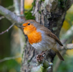 European Robin with stunning red breast singing and perched in hedgerow autumn winter christmas xmas card image