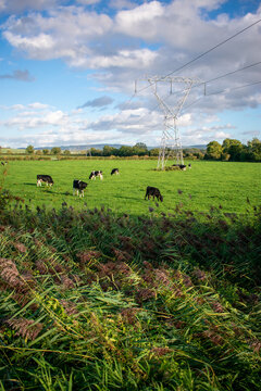 cows grazing in meadow, Ireland
