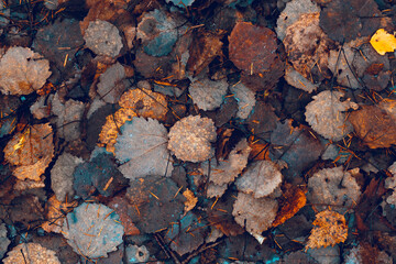 Fallen autumn aspen leaves background. Colorful moody natural orange, brown background. Dry leaf on the ground. Seasonal design and decoration