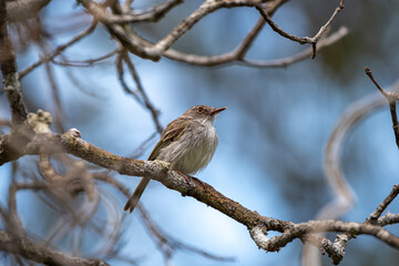 Pearly-vented Tody-tyrant