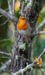 European Robin with stunning red breast singing and perched in hedgerow autumn winter christmas xmas card image