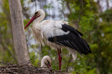 Storks in spring in Aiguamolls De L'Emporda Nature Reserve, Spain