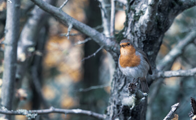 European Robin with stunning red breast singing and perched in hedgerow autumn winter christmas xmas card image