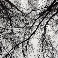 silhouette of a tree against the sky