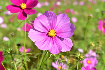 コスモス