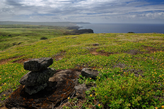 Top of Molokai sea cliffs covered in yellow flowered Sida Fallax
