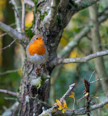 European Robin with stunning red breast singing and perched in hedgerow autumn winter christmas xmas card image