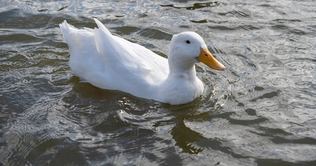 Large White Aylesbury American Heavy Pekin Peking Duck low level water side view