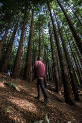 Fototapeta premium Man looking up in a redwood forest