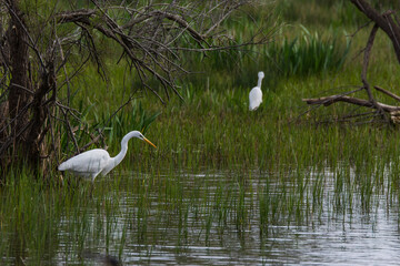 Great egret in Aiguamolls De L'Emporda Nature Reserve, Spain
