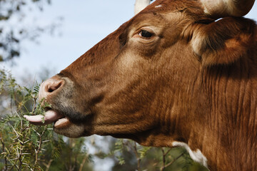 Texas longhorn cow eating Mesquite tree leaves close up, hardy farm animal livestock.