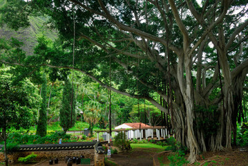 Banyan tree in Iao Valley at Kepaniwai Park Maui