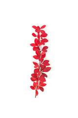 Fall branch on white. Red autumn leaves