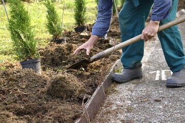 The farmer spades the ground and makes holes for planting TUJA ornamental shrubs - obrazy, fototapety, plakaty