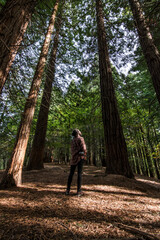 Fototapeta na wymiar Man looking up in a redwood forest